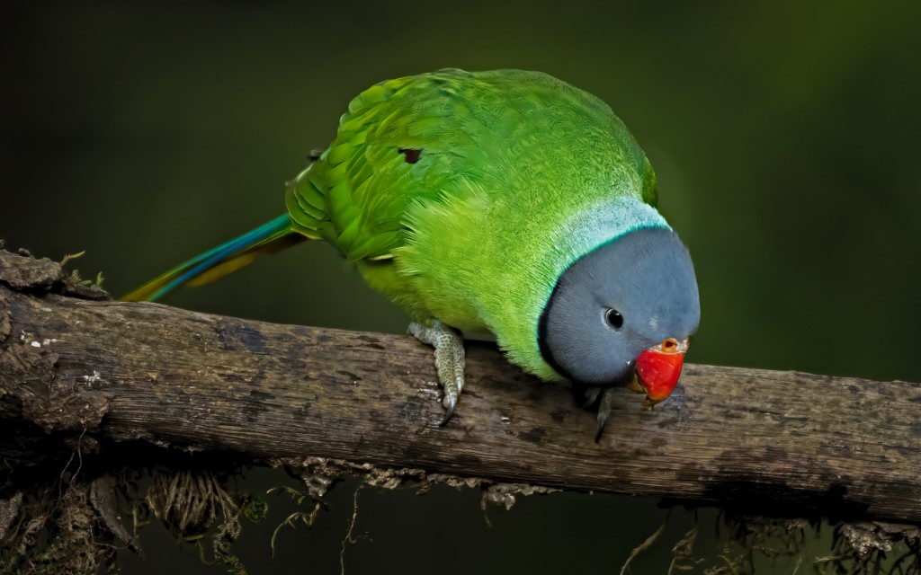 Slaty-headed Parakeet